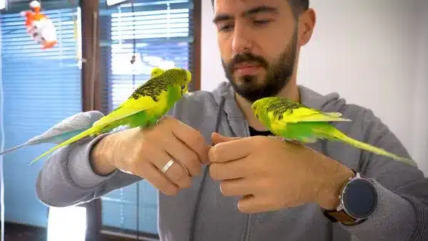If you have ever wondered how budgies see humans and what do they actually see, you are in the right place. 