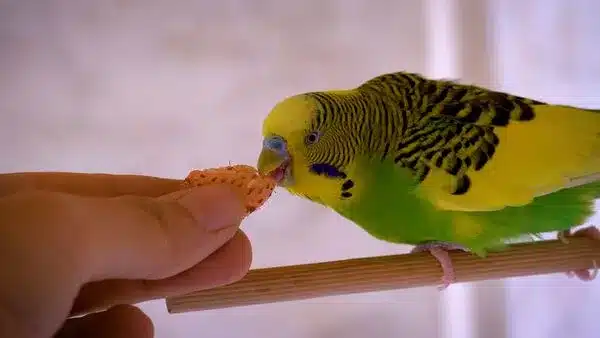 As a Budgie owner, you want your new pet Budgie to be tamed, and the question is How to Tame a Budgie in 30 minutes?