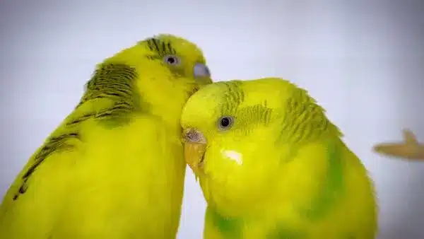 As a Budgie owner, you want your new pet Budgie to be tamed, and the question is How to Tame a Budgie in 30 minutes?