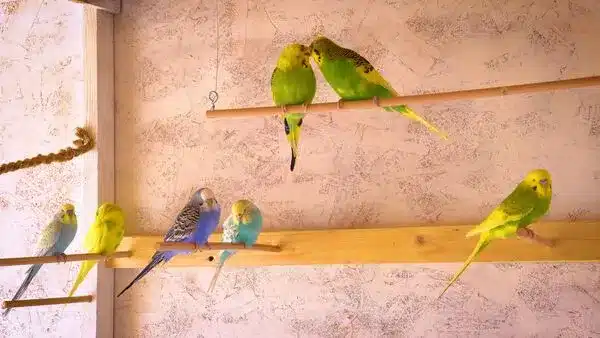 The owners' usual complaint is, 'My budgies poop everywhere and I don't know what to do.' Is there a way to stop that?