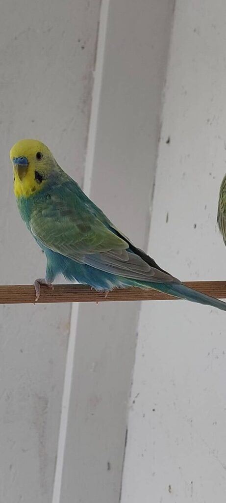 Did you know about Rare Budgie Colors? Anthracite budgie, rainbow budgie, and helicopter budgie are very rare Budgie mutations.