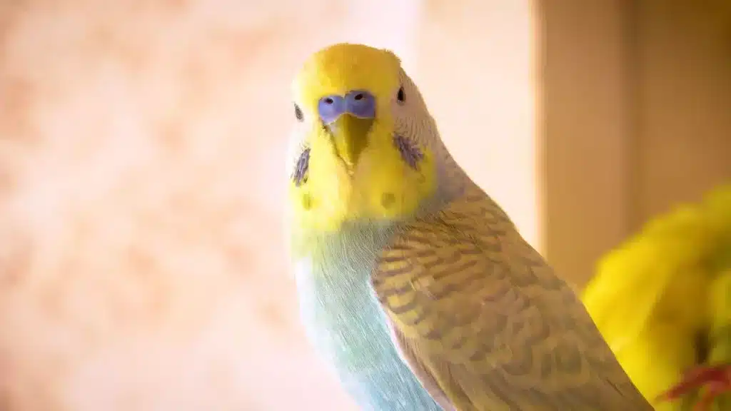 As a Budgie owner, you want your new pet Budgie to be tamed, and the question is How to Tame a Budgie in 30 minutes?