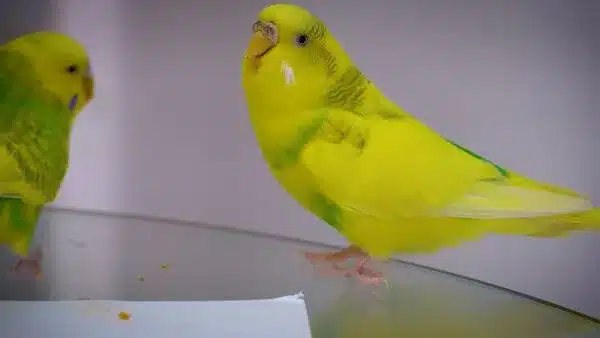 Yellow Budgie is rare same as Albino, but do you know how is a yellow budgie called? What makes them special? What is Lutino Budgie?