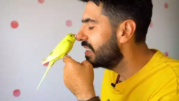 Male vs Female budgie as Pet? You need to know their behavior, which you can learn to talk and tame easier, who is friendliest?