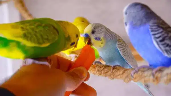 Budgie FAQ: budgie cage? budgie lifespan? Budgie food? Should I get one budgie or two? Should I clip my budgie's wings?