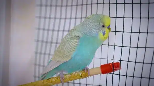 Male vs Female budgie as Pet? You need to know their behavior, which you can learn to talk and tame easier, who is friendliest?
