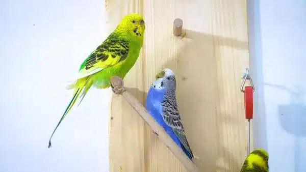  You can choose your budgie as a pet in every pet shop. We recommend buying budgies from a well-known seller or breeder.