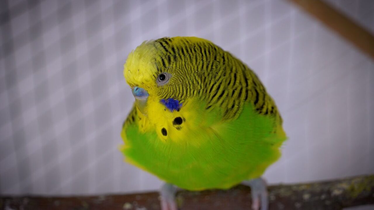 pet stores that sell budgies