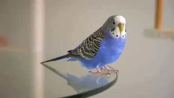 Does your Budgie like to be touched? Pet them on the head, under the wings, chest, and neck area. Is this possible? 