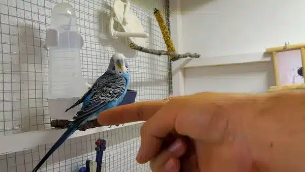 Does your Budgie like to be touched? Pet them on the head, under the wings, chest, and neck area. Is this possible? 