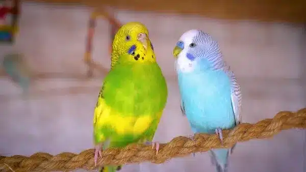 Budgies, like any other animal, can be lonely. When your budgie is lonely, he hides and tries to be far from everyone else.