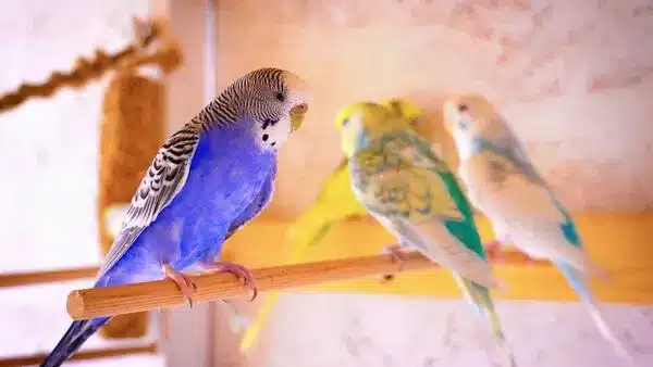 Blue budgie? There is an interesting story behind of most popular blue budgie, how did he become blue? Are blue budgies natural?