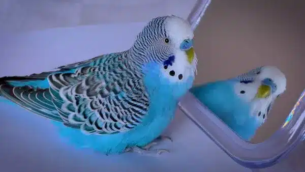 Blue budgie? There is an interesting story behind of most popular blue budgie, how did he become blue? Are blue budgies natural?