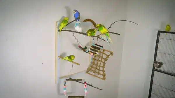 Boredom in pet budgies is a serious matter, it's important to provide them with a varied diet, plenty of toys, and activities...