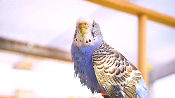 Keeping Budgies together with other birds can be possible, even though it is best to have a cage mate of their own species.