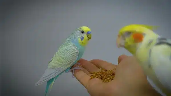 Keeping Budgies together with other birds can be possible, even though it is best for budgies to have a cage mate of their own species. The key is to choose birds of similar size and personality.