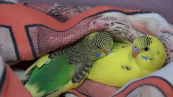 In Turkey, budgies are popular pets, and many families have lost everything, including their beloved feathered friends, in the earthquake.