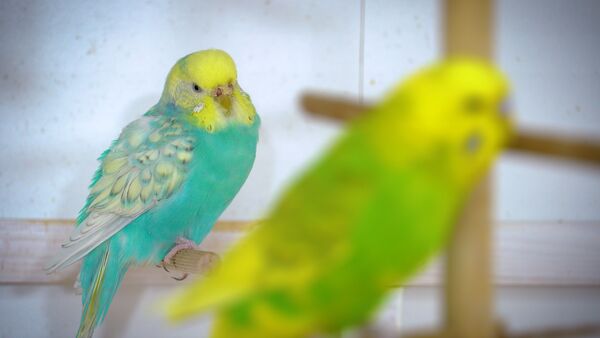 "10 Odd Budgie Questions" is a collection of curious and unusual questions about the popular pet bird, the Budgerigar. 