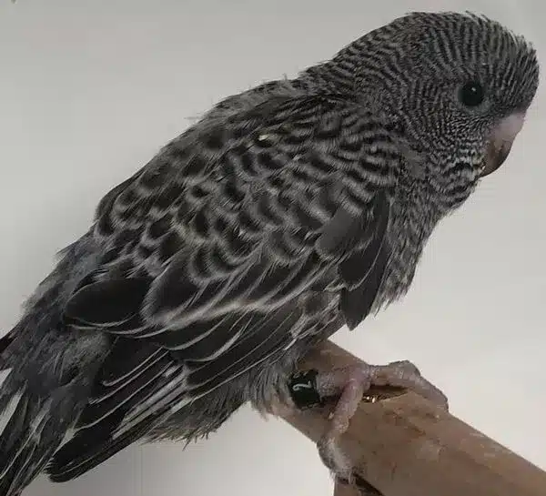 The anthracite budgie is a unique and striking color mutation. This results in a dark, sooty-gray coloration that sets it apart from the more commonly seen green and yellow budgies.