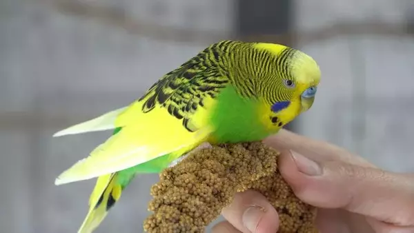 Budgie AI ChatGPT: Your virtual budgie AI assistant, providing expert advice and support for budgie owners. Your 24/7 guide to healthy budgies!