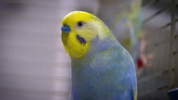Like any pet, there are some differences between the expectations and reality of owning a budgie birds.