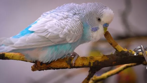 The digestive system of Budgies is very important to understand for your budgie's health. Budgies, like all birds, have a unique digestive system that is different from that of mammals. 