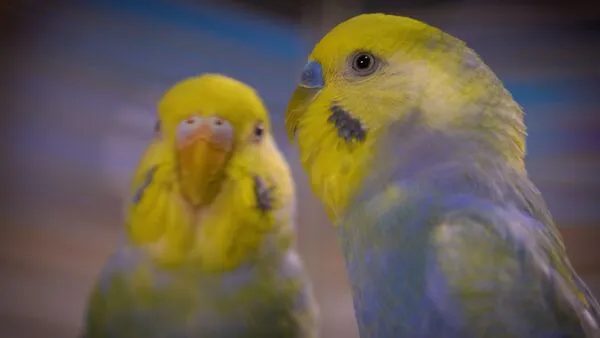 If you are considering getting a rainbow budgie as a pet, it is important to research the different breeds and colors to find one that matches your preferences and lifestyle. 