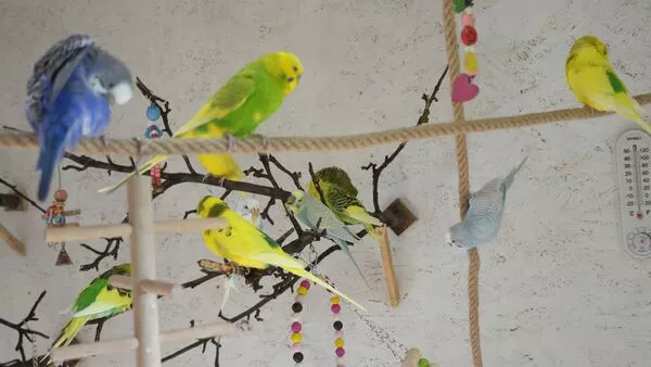 The digestive system of Budgies is very important to understand for your budgie's health. Budgies, like all birds, have a unique digestive system that is different from that of mammals. 