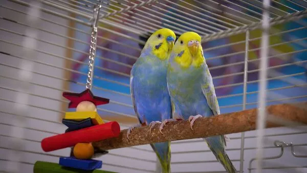 If you are considering getting a rainbow budgie as a pet, it is important to research the different breeds and colors to find one that matches your preferences and lifestyle. 