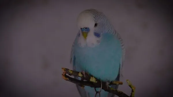 
If you lost your pet budgie, carefully considering the circumstances and your ability to provide a loving and safe environment, getting another one can bring joy and companionship back into your life.