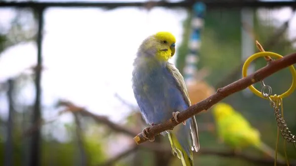 Things you should avoid doing if you have your birds around. Budgies require specific care and attention. It's crucial to create a safe...