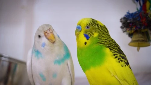 Budgie sounds - Are Budgies Happy