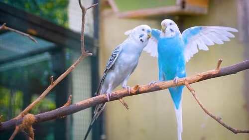 Physical Health Indicators of Happy Budgie