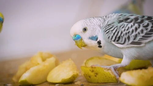Have you ever wondered if your budgie is genuinely happy? How to Make Budgies Happy? Look at his body language...